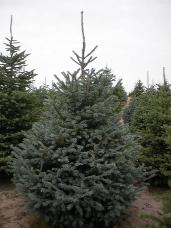 Engelmann Spruce